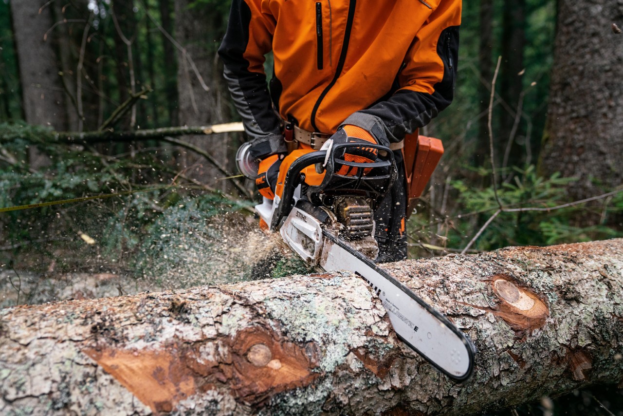 Kaadettua puunrunkoa sahataan magnesiummännällä varustetulla polttomoottorikäyttöisellä STIHL MS 400 C-M -moottorisahalla