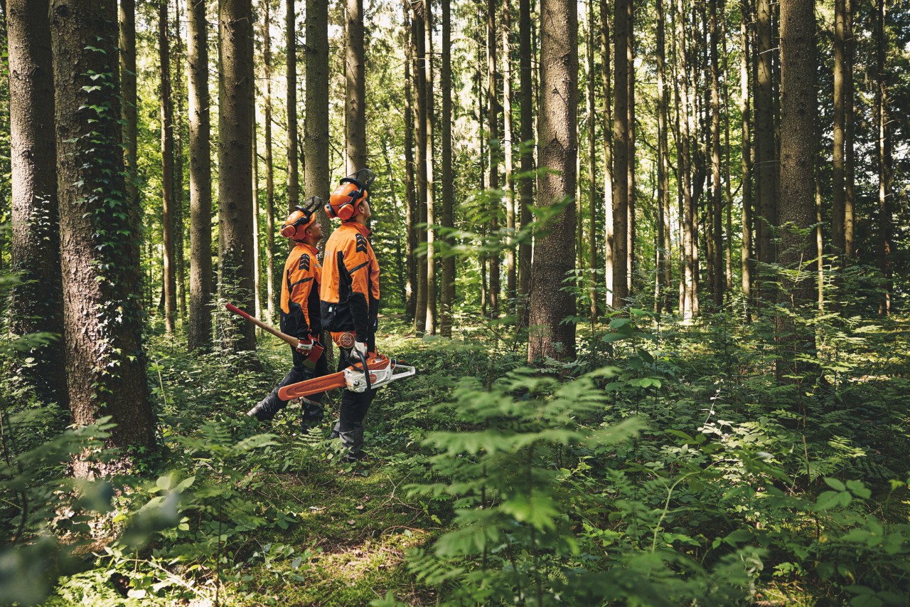 Kaksi suojavarusteisiin pukeutunutta ja ylös katsovaa miestä kävelemässä metsässä käsikirveen ja STIHL-akkumoottorisahan kanssa