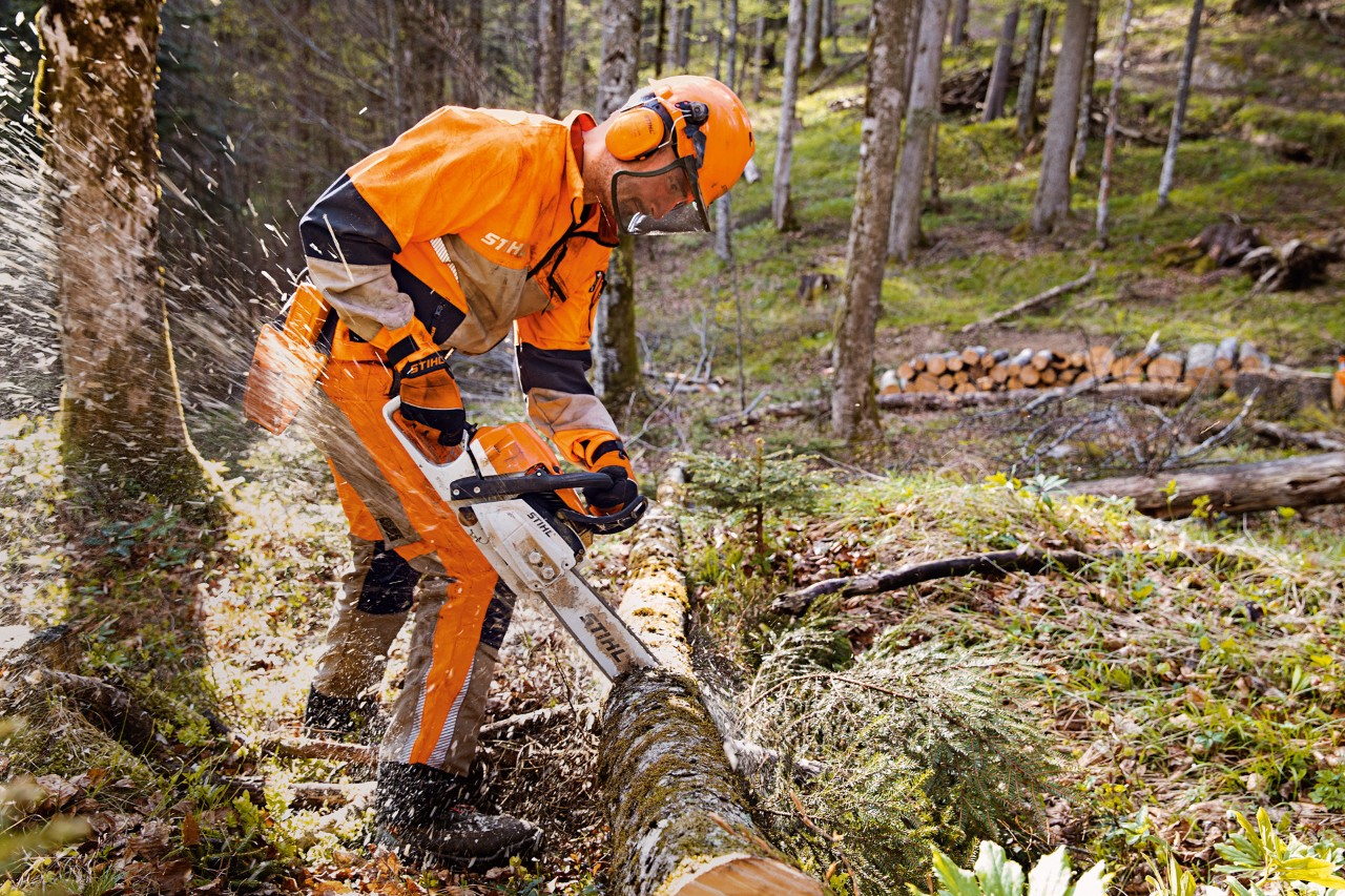 Metsätyöntekijä STIHL-suojavaatteissa ja Dynamic Vent -housuissa (viiltosuojaluokka 1) sahaamassa puuta metsässä STIHL-moottorisahalla
