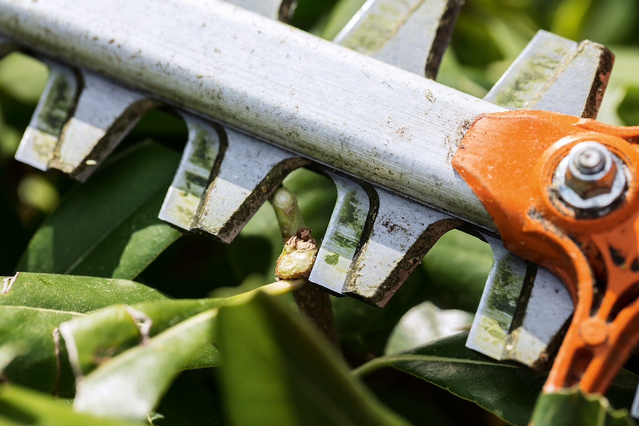 Lähikuva STIHL HS 82 pensasleikkurista pensasaidan edessä