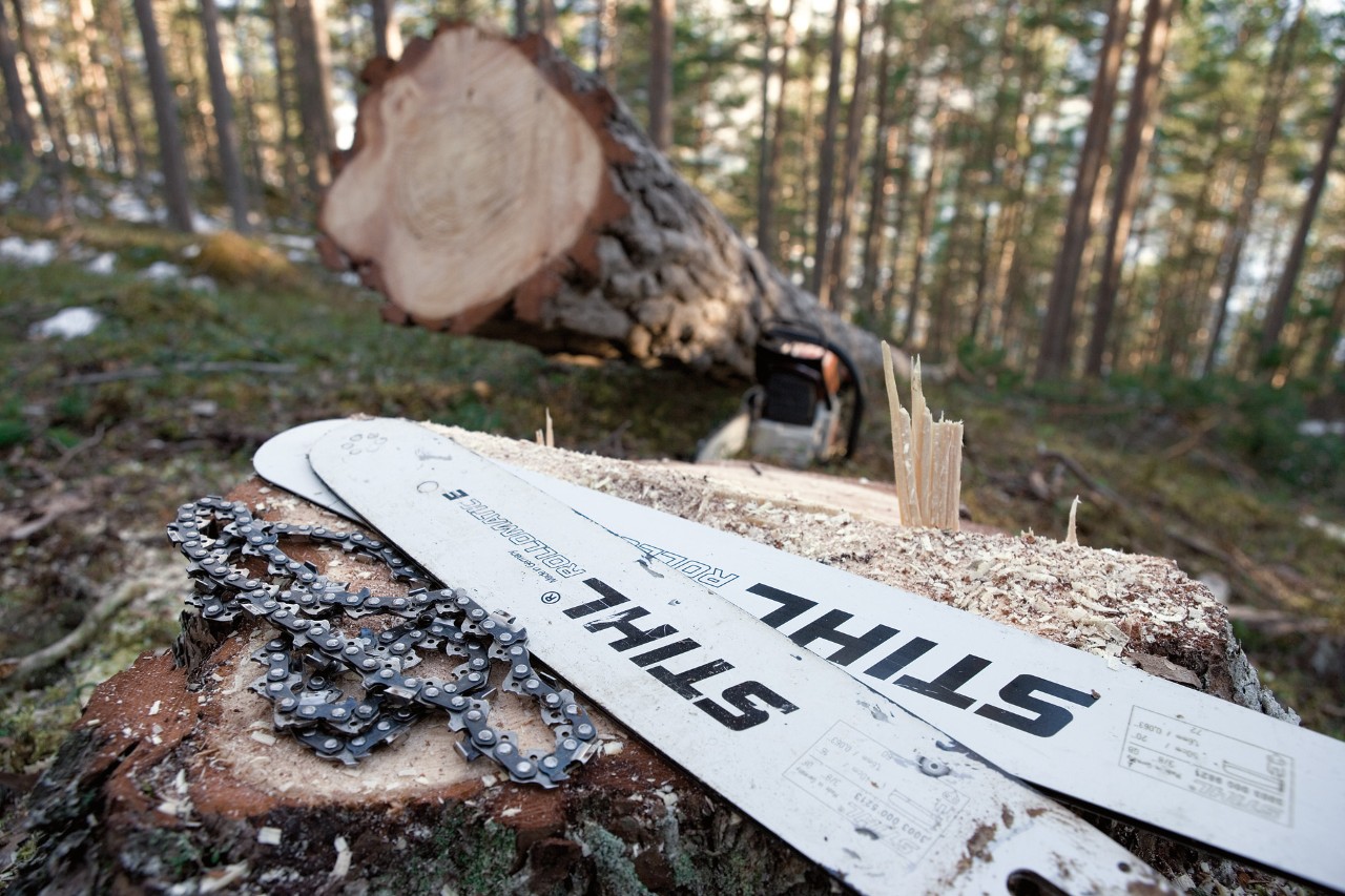 Kaksi STIHL Rollomatic E -terälevyä ja yksi STIHL-teräketju puunrungon päällä metsässä